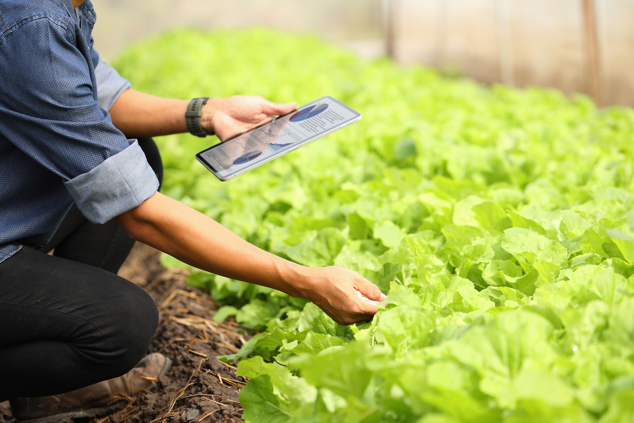 Farmer Monitoring Plant Growth