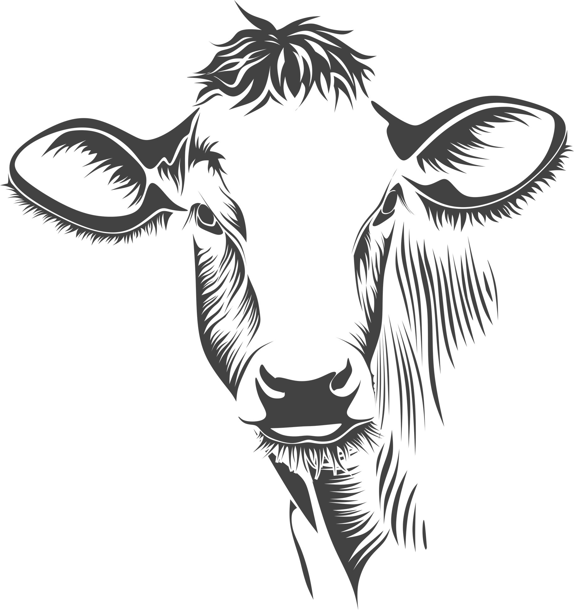 Cattle Head Illustration 